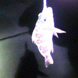 焼津港メバル釣り　おまけでタコも